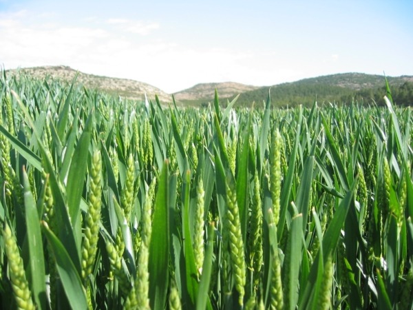 Agricultura transfiere a Navarra 95 millones de euros para afrontar el pago de la PAC