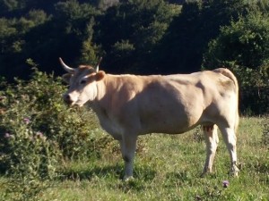 Vaca del Pirineo Navarro 