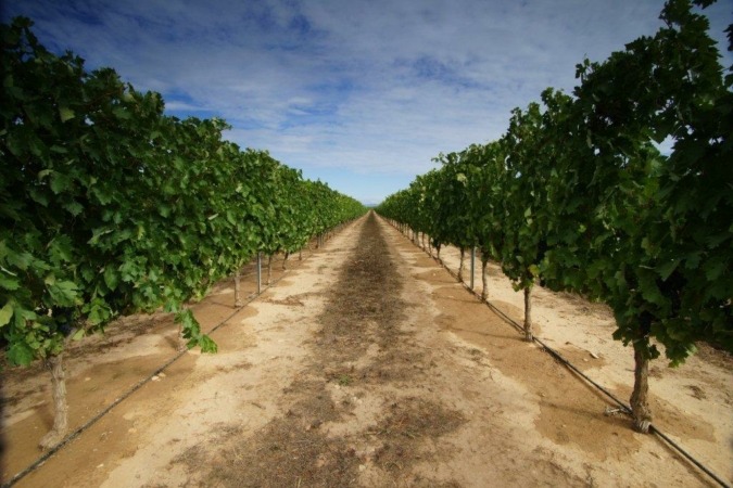 1,2 millones de euros para el viñedo navarro