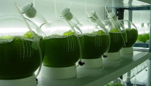 microalgas biorrefineria 