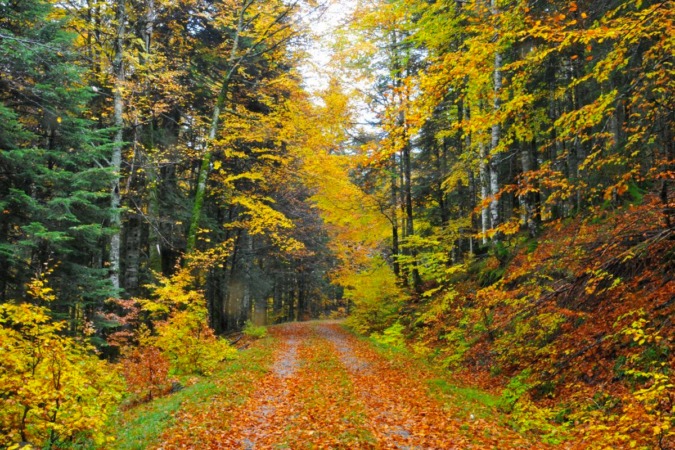 El bosque ‘animao’