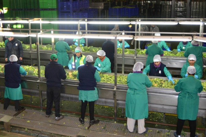 Trabajadores en una línea de verduras de la división de conservas del Grupo AN.