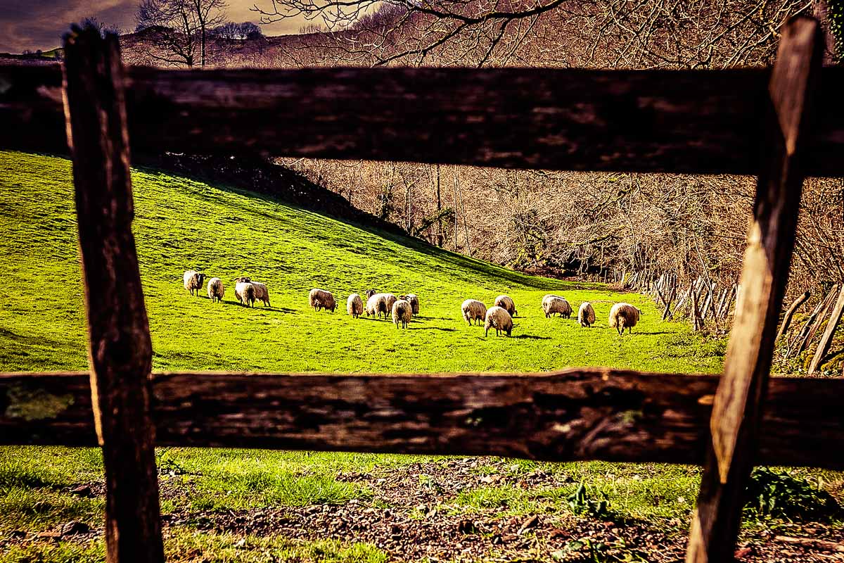 Pastos en la zona de Erratzu, en el valle de Baztan.