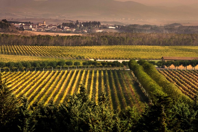 Navarra recibirá 2 millones para programas vitivinícolas