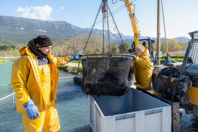 Caviar Pirinea adquiere la empresa portuguesa Viveiros do Coura