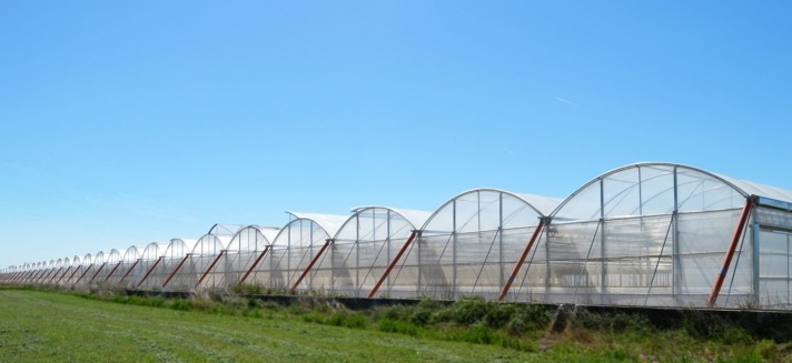 Vegetales Línea Verde ampliará sus instalaciones en Tudela