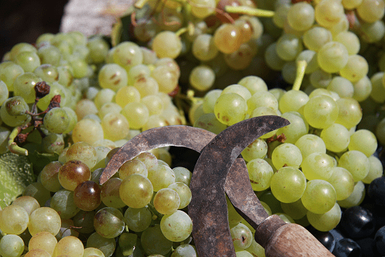Comienza una vendimia con un 24% más de uva que en 2017