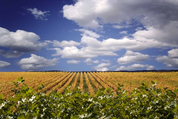 Amenazas y Oportunidades para el sector del Vino de Navarra