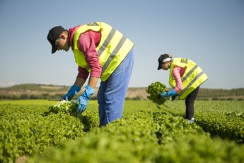 Operarios de Florette trabajan en uno de sus campos de cultivo de lechugas. 