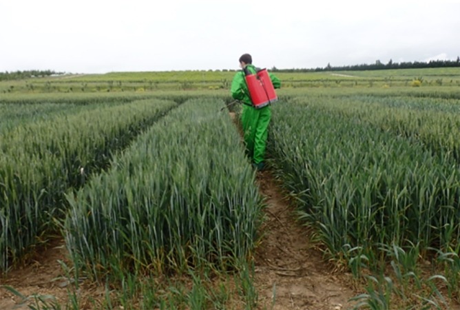 Iden Biotechnology trabaja en obtener trigo resistente a la roya y la sequía