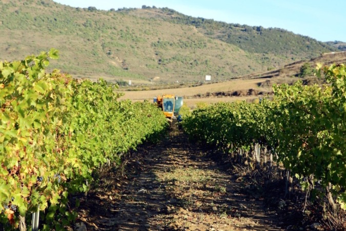 UAGN lidera un proyecto para mejorar la sostenibilidad en el sector del vino