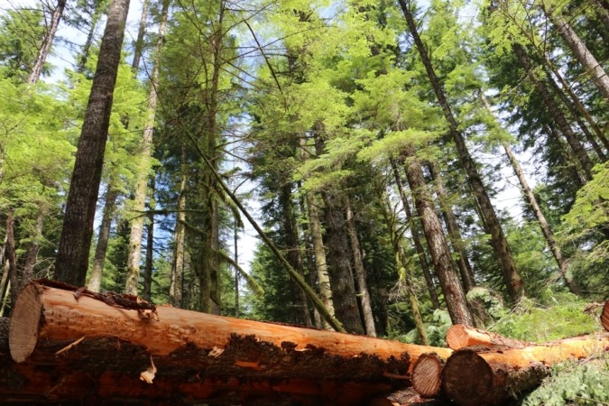 Navarra, la comunidad que más volumen de madera subastó en 2018