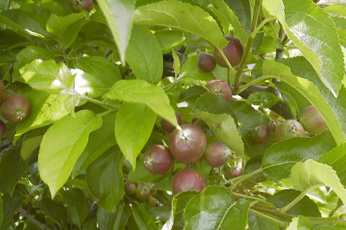 En marcha el proyecto Toki-Pommes para seleccionar variedades autóctonas de manzano