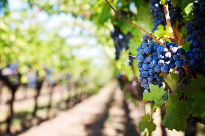 La producción de uva será menor de la esperada