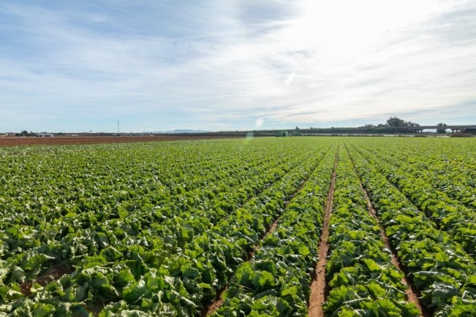 Vegetales Línea Verde abre nueva fábrica en Murcia