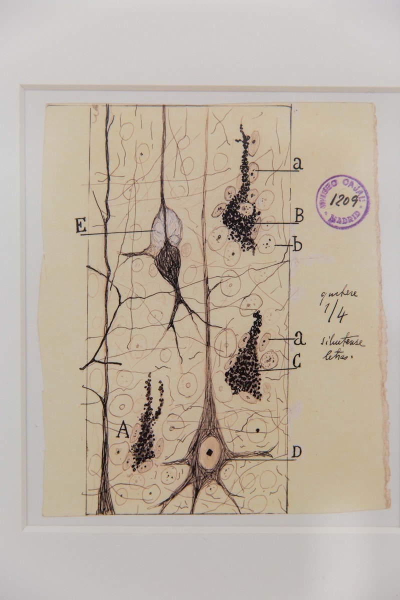 expo-arte-ciencia-Ramon-Cajal 