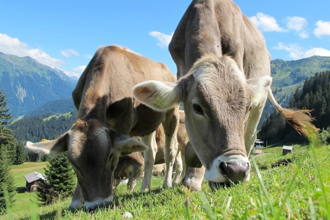 Hacia la ganadería y la alimentación sostenibles