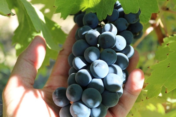 La vendimia se cierra con un 30 % menos de uva