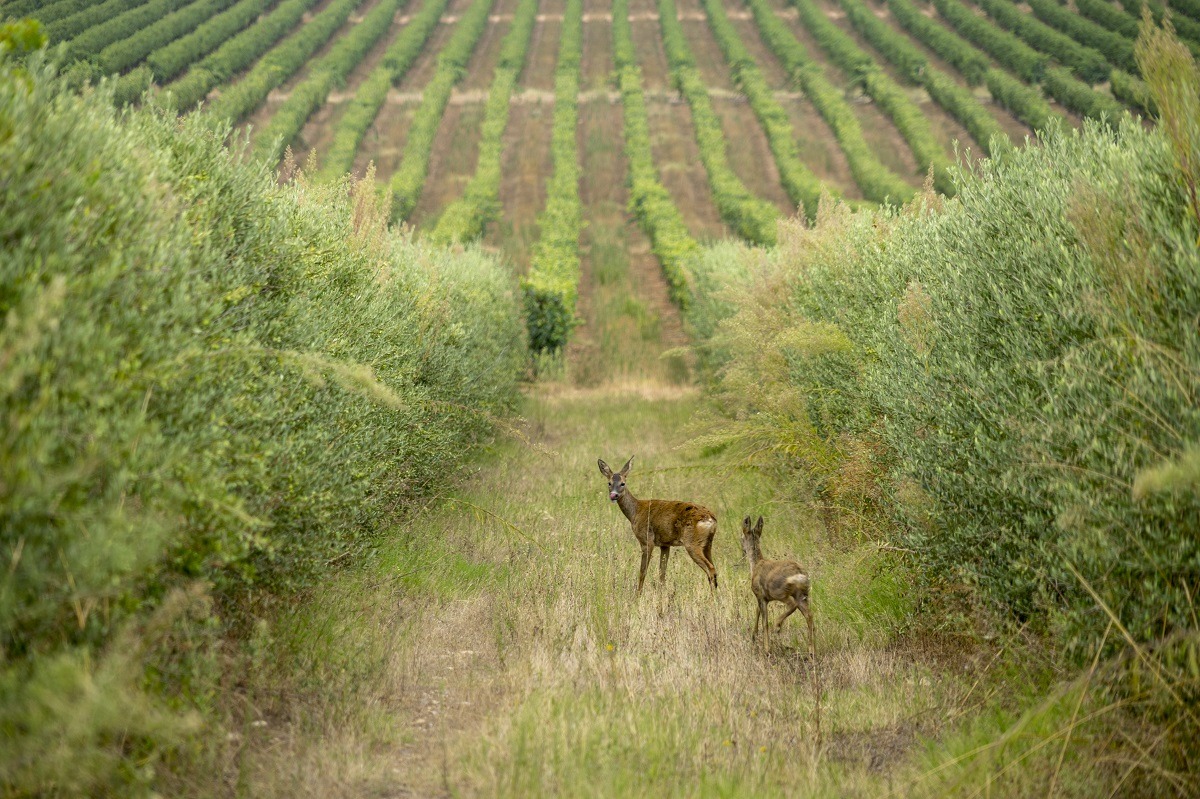 bodegas-ochoa-vino-olivos-viñas-ecologico