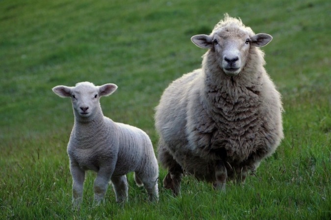 Las ventas de ovino caen ya un 85 %