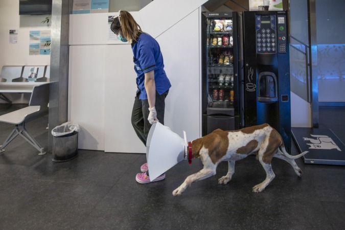 Los ERTE también ladran a la puerta de las veterinarias