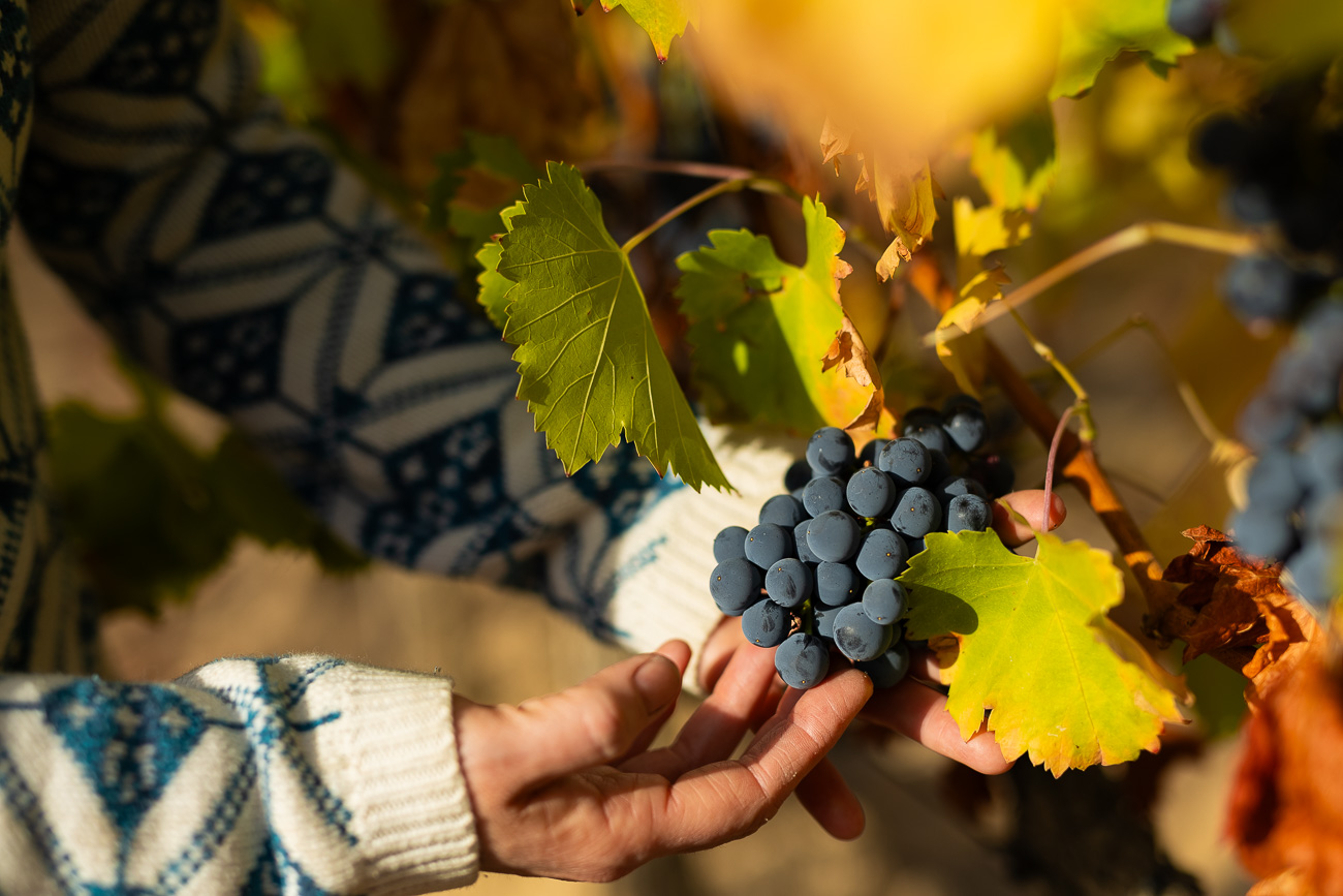 En sus viñedos crecen distintas variedades de uva: garnachas, tempranillo, mazuelo, graciano, verdejo y viura.
