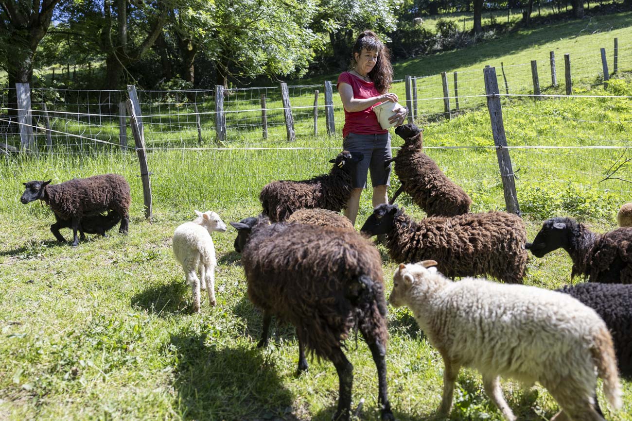 Nagore posee diecisiete ovejas Ouessant, que es la raza ovina más pequeña del mundo.