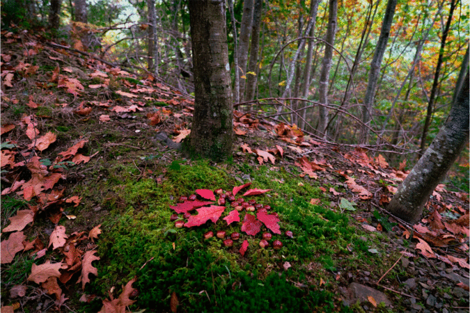 La ‘Vida Viva’: baño de bosque, huerto ecológico y arte efímero en Basaburua