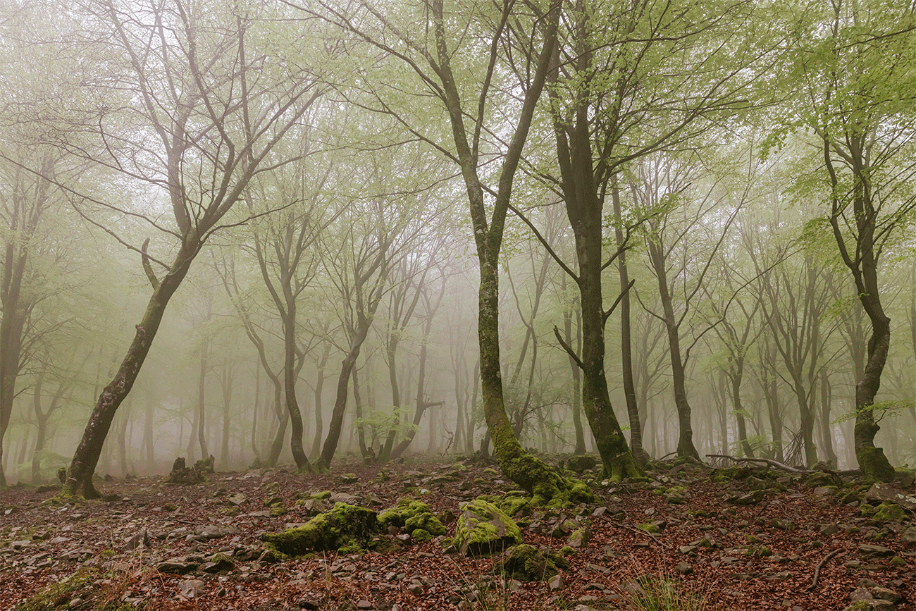 Los bosques de Parque Natural del Señorío de Bertiz. (Foto: Marta Vidal)