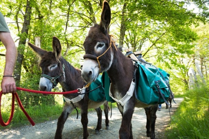 Hacer senderismo en compañía de un burro