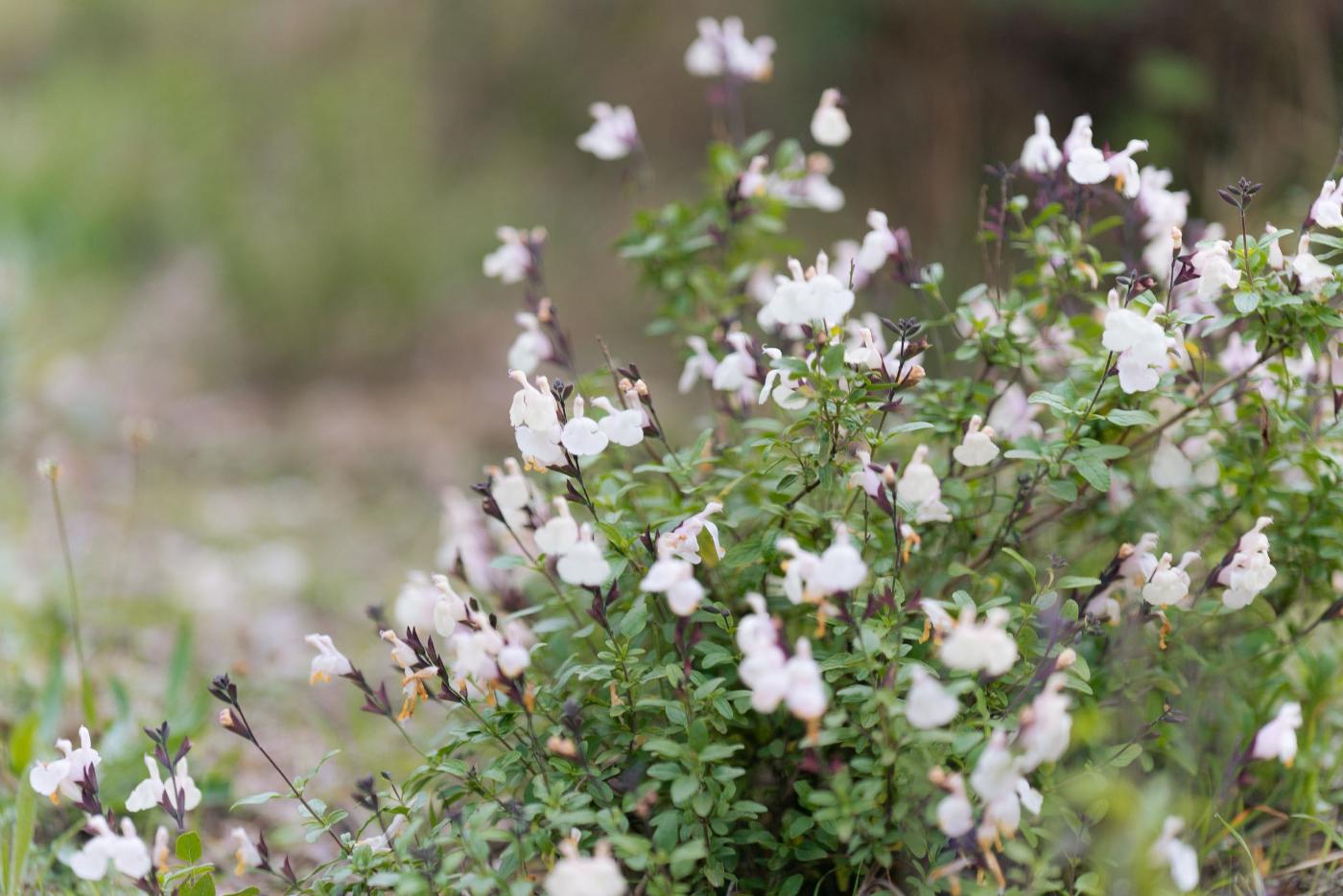 La primera parada es Bardabia, donde los participantes ayudan a crear un auténtico oasis para mariposas.