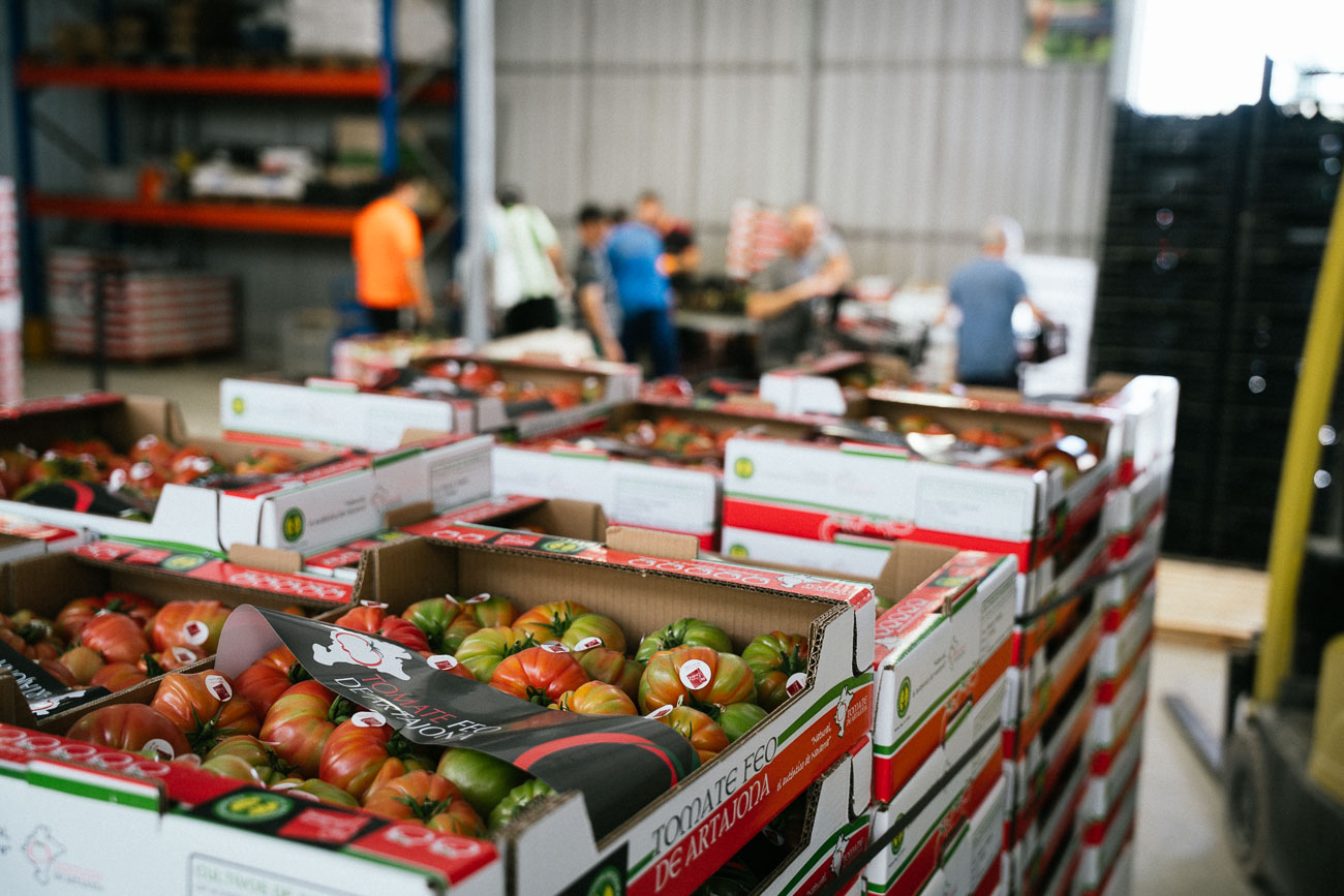 El tomate, cultivado sobre sustrato de fibra de coco, está presente en comercios de Madrid, Barcelona o Vitoria.