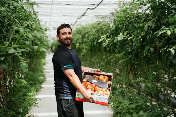 Cultivos de Navarra: 210 toneladas de tomate al año gracias al agua caliente de otra empresa de Artajona
