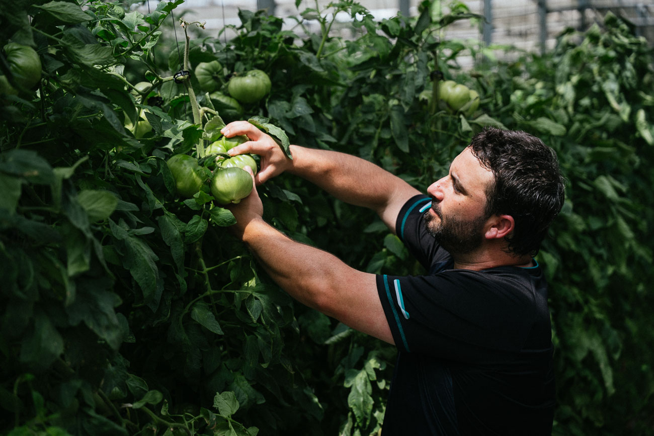 Cultivos de Navarra suma siete empleados en plantilla y una hectárea de tomates cultivados. 