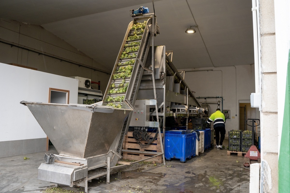 Vehortu produce verduras y hortalizas tanto frescas y limpias como productos de IV y V gama.