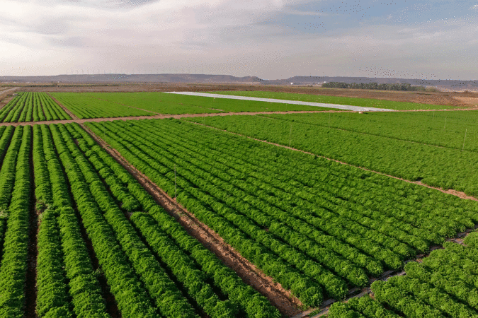 Vegetales Línea Verde refuerza su compromiso con Navarra como patrocinador de las Fiestas de la Verdura de Tudela