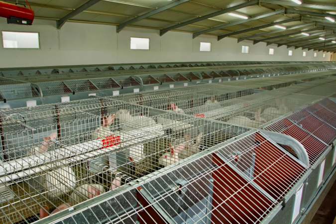 El grupo empresarial de Cascante que exporta carne de conejo a media Europa y factura 26 millones
