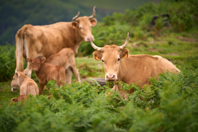 Goizueta, el santuario de las últimas vacas semisalvajes europeas