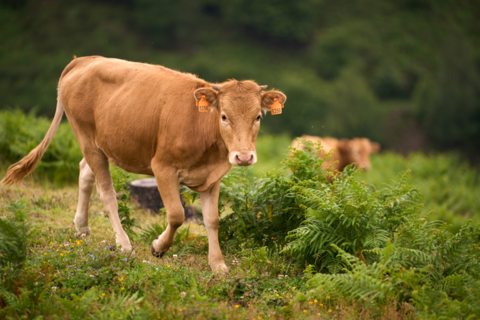 Navarra solicita la vacunación de 120.000 vacas contra la dermatosis nodular