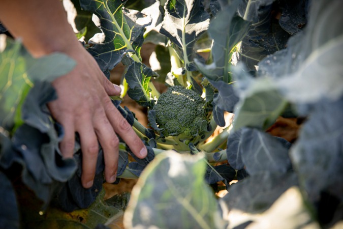 Línea de ayudas de 3,5 millones para jóvenes agricultores