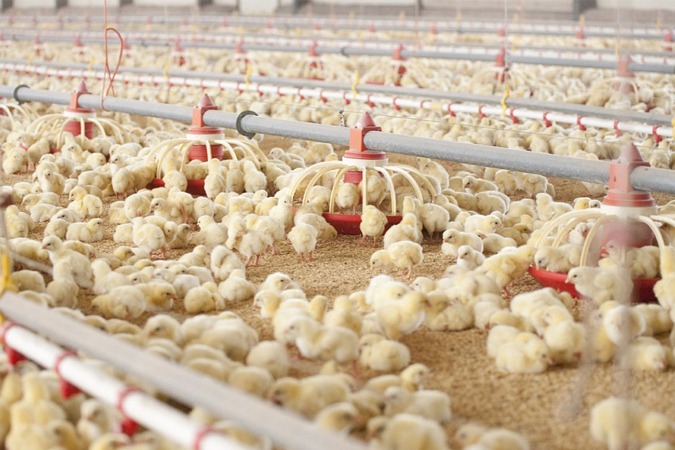 Subida salarial del 10,2 % para los trabajadores de granjas avícolas y fábricas de piensos