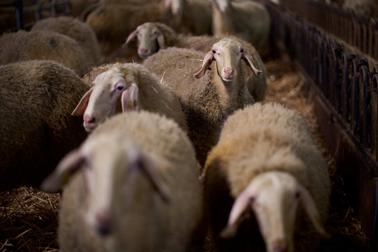 La granja de Irache suma 600 ovejas, que son capaces de producir más de 200.000 litros de leche al año.