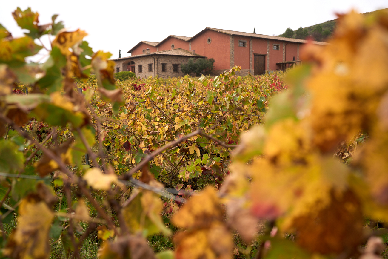 Bodegas y Viñedos Alzania, ubicada en Los Arcos, fue pionera en traer a Navarra la variedad de uva syrah.