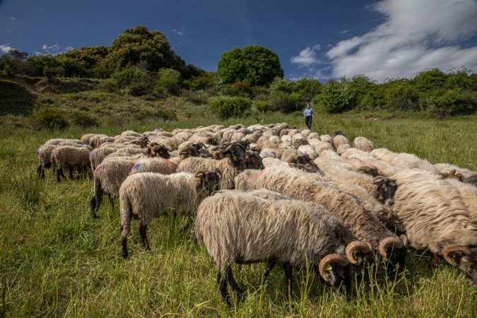 La lana navarra se hunde hasta quedarse casi sin precio