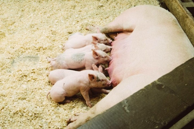 Nucaps entra en la salud animal con un nuevo suplemento para cerdos