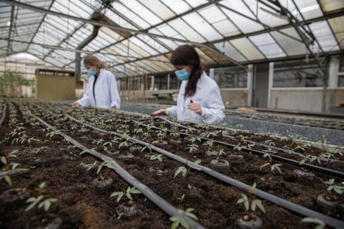 Innaplant crea la primera plantación intensiva de pistacho en Navarra