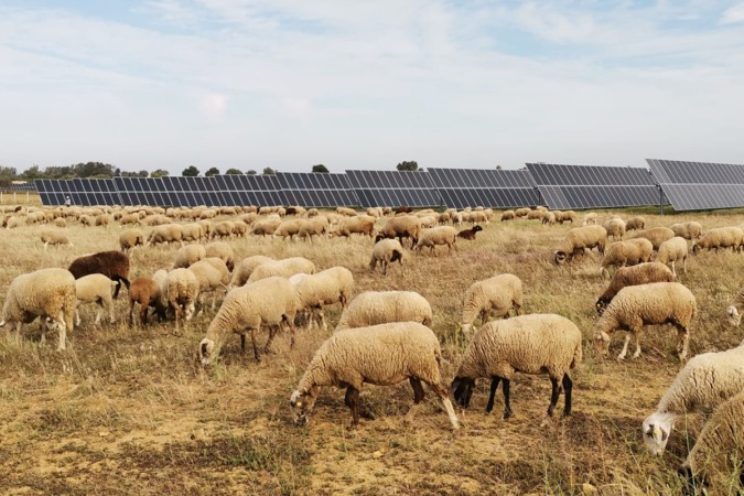 Pastores de ovejas para mantener las plantas fotovoltaicas