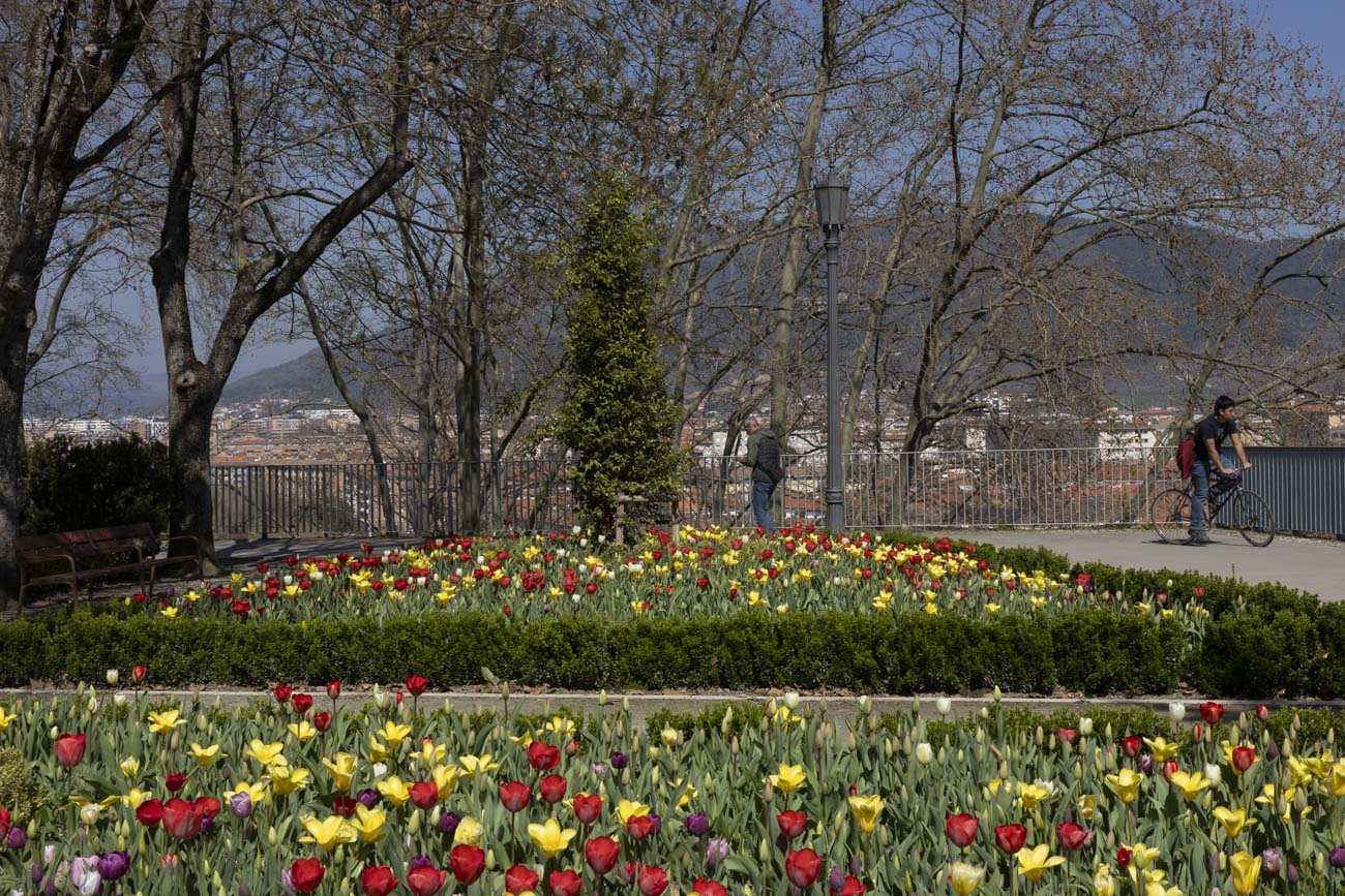 Las flores más curiosas de Pamplona: bocas de dragón, margaritas de un metro y boniatos fosforitos