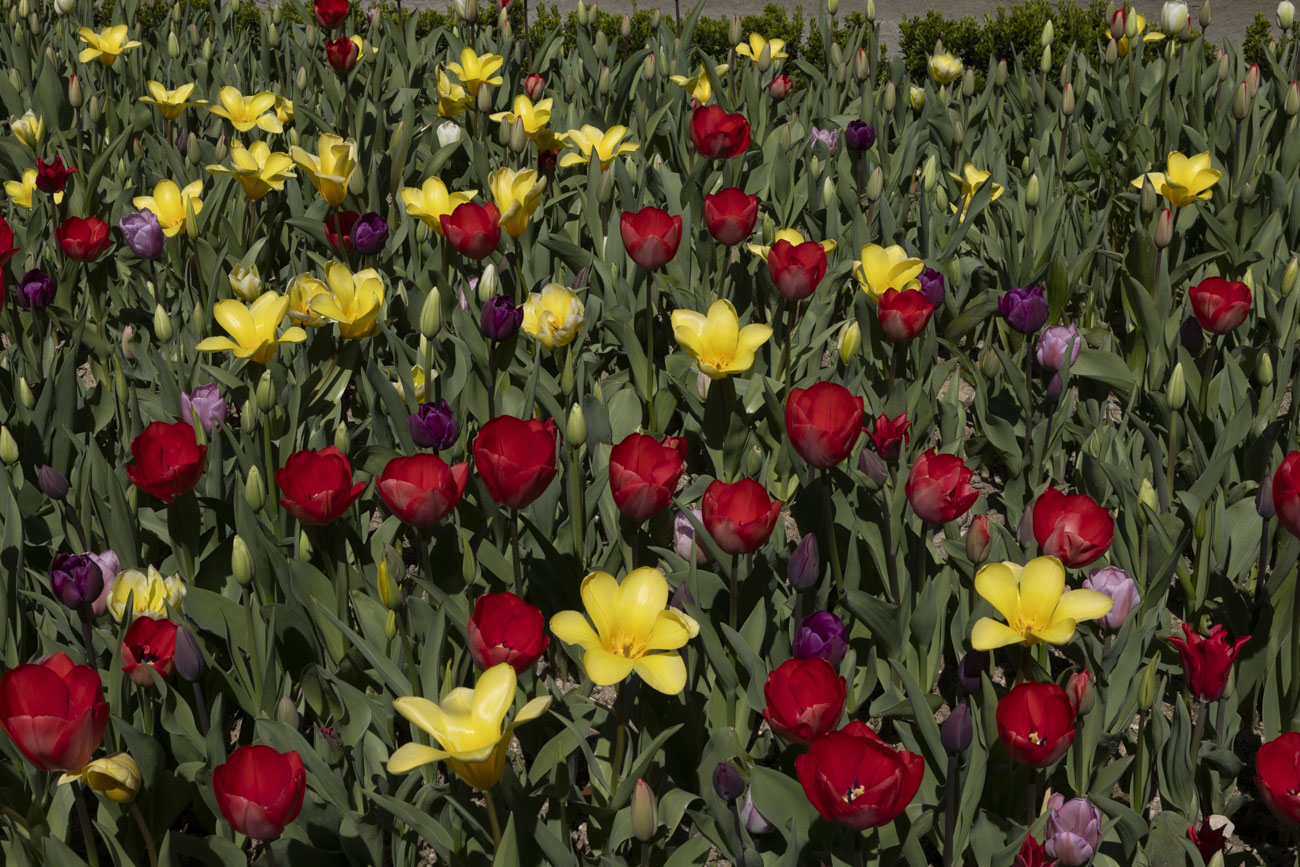 Las flores más curiosas de Pamplona: bocas de dragón, margaritas de un metro y boniatos fosforitos
