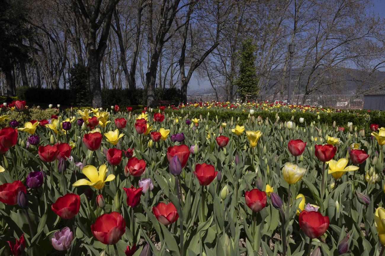 Las flores más curiosas de Pamplona: bocas de dragón, margaritas de un metro y boniatos fosforitos